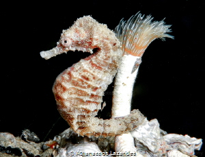 Hippocampus fuscus attached to Sabella pavonina by Athanassios Lazarides 